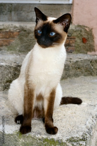 Chat Siamois Stock Photo Adobe Stock Chat Siamois Stock Photo Adobe Stock