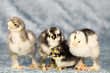 Leinwanddruck Bild - Cute chickens