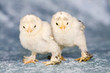 Leinwanddruck Bild - Cute little chickens