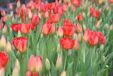 Fototapeta Tulipany - Red tulips