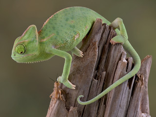 Wall Mural - Chameleon watching cricket