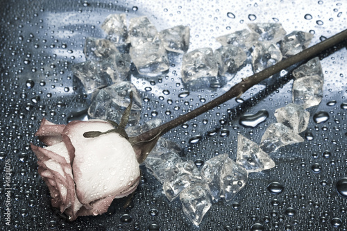 Naklejka - mata magnetyczna na lodówkę heart from ice with rose on blue background