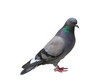 The grey pigeon