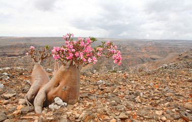 Bottle tree - adenium obesum – endemic tree of Socotra Island