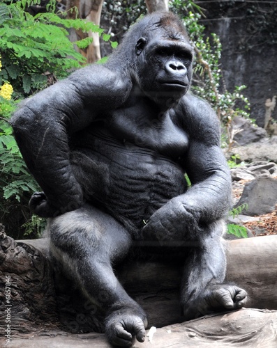 Fényképezés  Gorilla