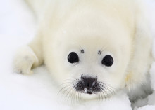 Baby Harp Seal Pup On Ice Of The White Sea 