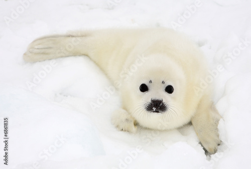 Foto-Fahne - Baby harp seal pup on ice of the White Sea  (von Vladimir Melnik)