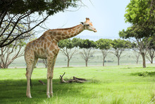 Giraffe In The Veldt
