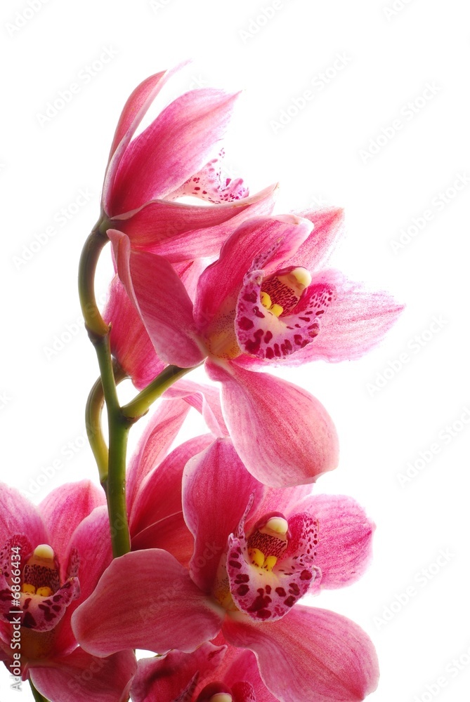 ciemnorozowa-orchidea