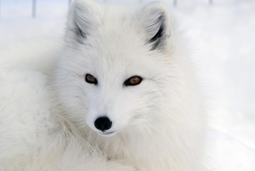 arctic fox