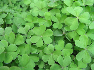 green Clover