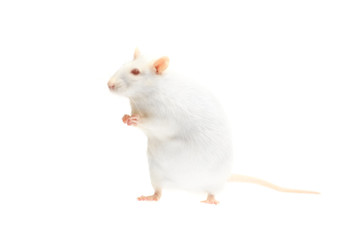 Sticker - albino rat