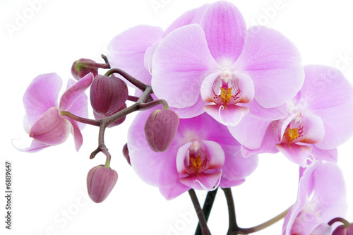 Naklejki orchidea   kwiat-fioletowej-orchidei