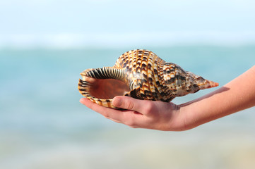 Poster - Seashell in hand