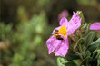 © olivierguerinphoto - Ciste et abeilles
