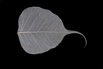 Canvas Print - leaf