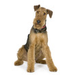 Airedale Terrier (1 year)