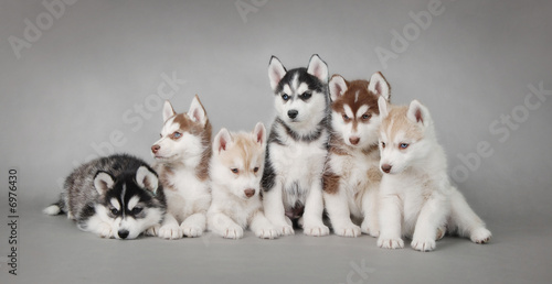 Foto-Vertikallamellen zum Austausch - Siberian Husky dog puppy (von Waldemar D&#261;brow)