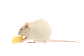 Poster - fun white rat with cheese