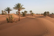 Palmiers dans le Sahara marocain