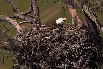 Mother Eagle