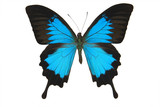 Blue butterfly