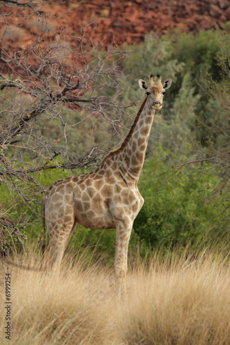 zyrafa-giraffa-camelopardalis-w-damaraland-w-namibii