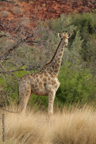 Naklejka na szybę Giraffe (Giraffa camelopardalis) im Damaraland in Namibia