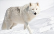 Arctic Wolf in the Snow Looking at the Camera