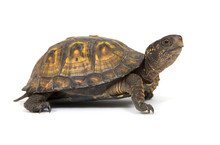 Box Turtle On A White Background