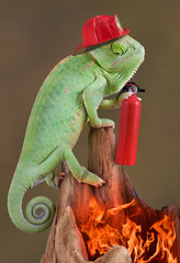 Wall Mural - Chameleon firefighter