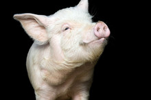 Cute Happy Baby Pig Face Isolated On Black