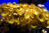 Small sea underwater plant