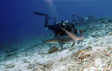 Shark And Diver