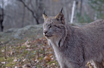 lynx