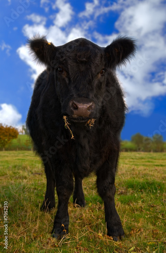 Fotoboard na płycie Aberdeen angus cow