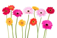 Colorful Daisies Isolated On White