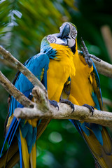 Wall Mural - romantic blue and yellow macaws