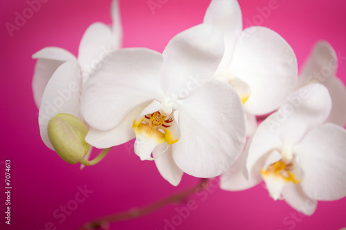 Tapeta ścienna Bliska białej orchidei.
