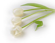  beauty in white tulips