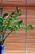 © Palabra - Plant in front of blinds