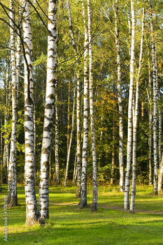 Fototapeta na wymiar Brzozowy las w porannym świetle