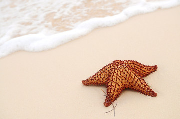 Poster - Starfish and ocean wave