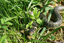 Snake Reptile Creeping In The Grass