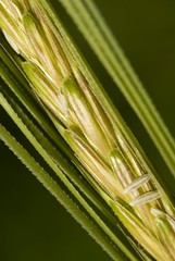 Wall Mural - Grains of Wheat