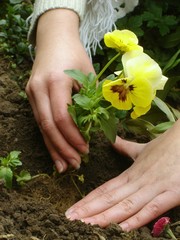 Planting a flower