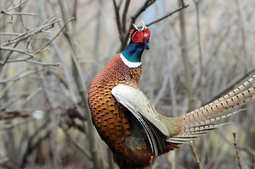 Wall Mural - common pheasant portrait