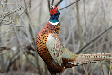 Wall Mural - common pheasant portrait
