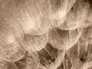 Wall Mural - Sepia Weed