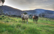 Australian Horses
